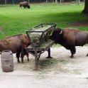 American Bison